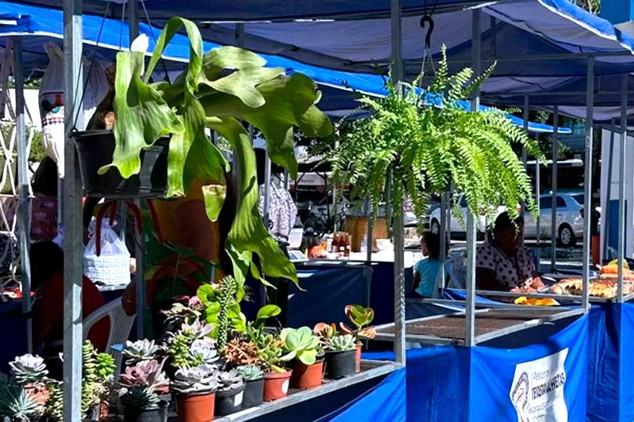 Feira da Agricultura Familiar retorna à Praça da Bíblia e consolida promoção da economia local Feira da Agricultura Familiar retorna à Praça da Bíblia e consolida promoção da economia local