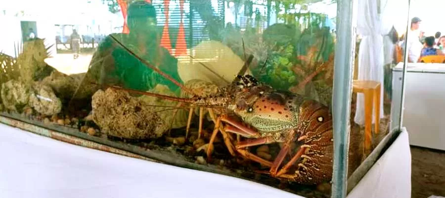 Expo Rural do Extremo Sul da Bahia Destaca Diversidade Produtiva e Cultural da Região