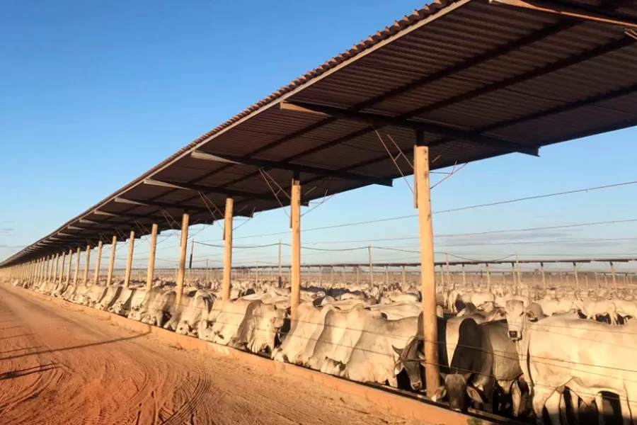 Bahia abriga o maior confinamento bovino do Nordeste, com 50 mil cabeças