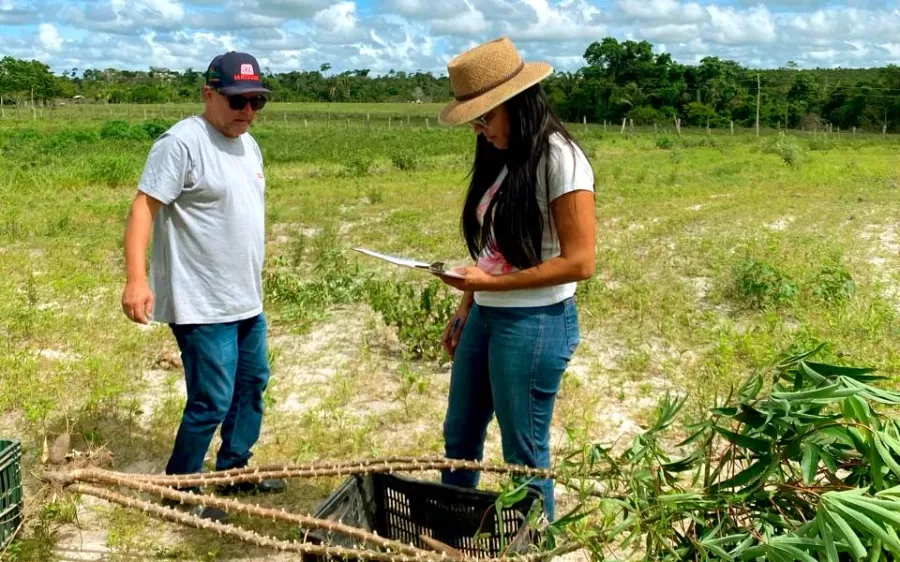 Produtividade da mandiocultura em comunidade teixeirense supera média nacional