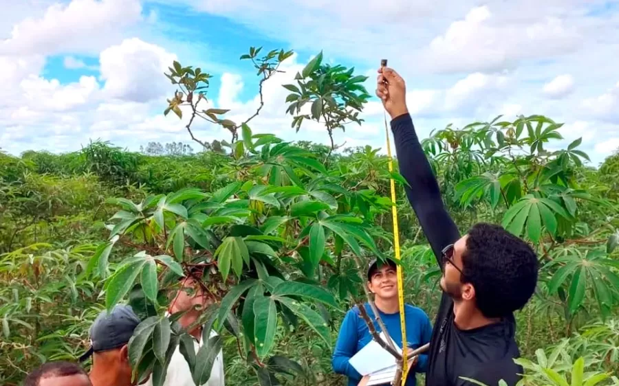 Produtividade da mandiocultura em comunidade teixeirense supera média nacional