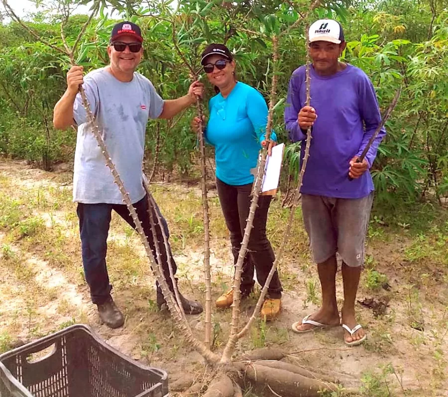 Produtividade da mandiocultura em comunidade teixeirense supera média nacional