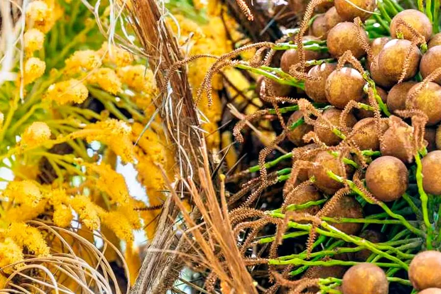 Nordeste terá produção de combustível com planta nativa