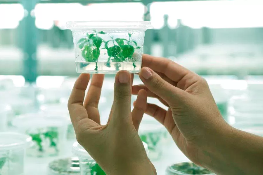 Suzano: FuturaGene recebe aprovação da CTNBio