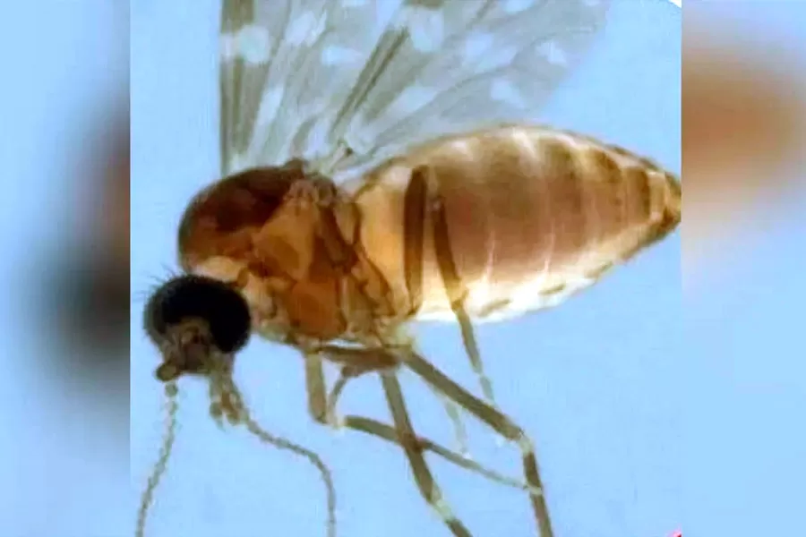 Espírito Santo confirma circulação de Febre do Oropouche