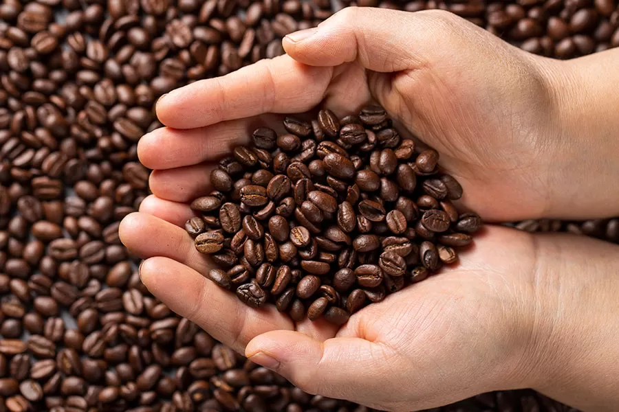 Associação de São Sebastião inicia colheita de café e movimenta economia da comunidade