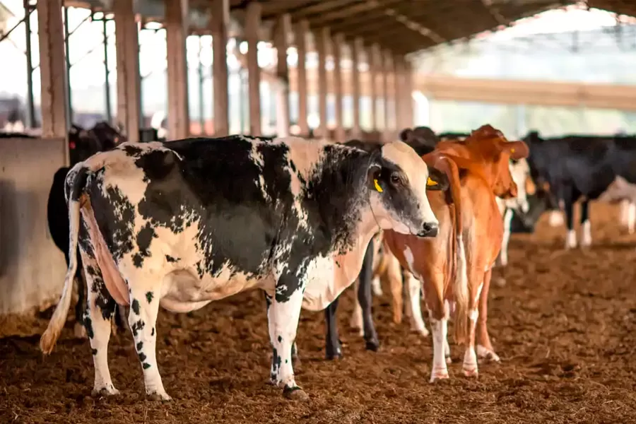 Receita investiga sonegação de quase R$ 1 bilhão em venda de gado