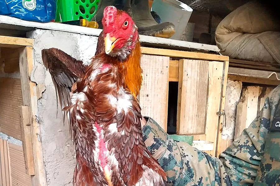 Criadouro ilegal de galos de briga é fechado em Porto Seguro