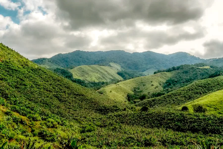 Operação contra o desmatamento da Mata Atlântica começa em 17 estados