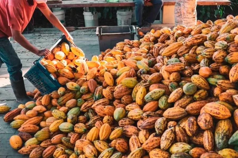 Bahia lidera produção nacional de cacau e impulsiona economia regional