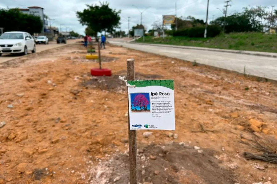 Secretaria de Obras inicia plantio de 50 novas árvores na Avenida Brasil, em Itabatã