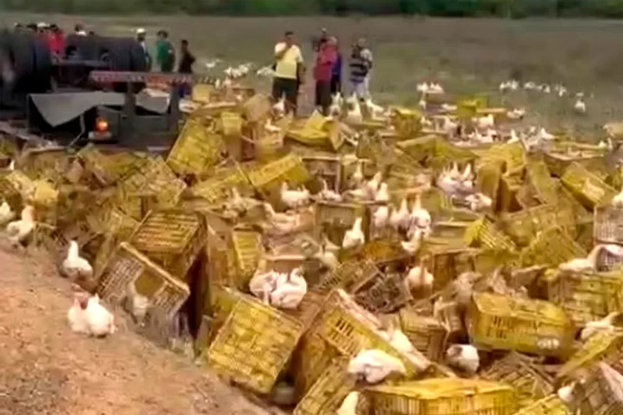 Motorista morre após carreta carregada de galinhas tombar na BA; aves ficaram espalhadas em acostamento de rodovia