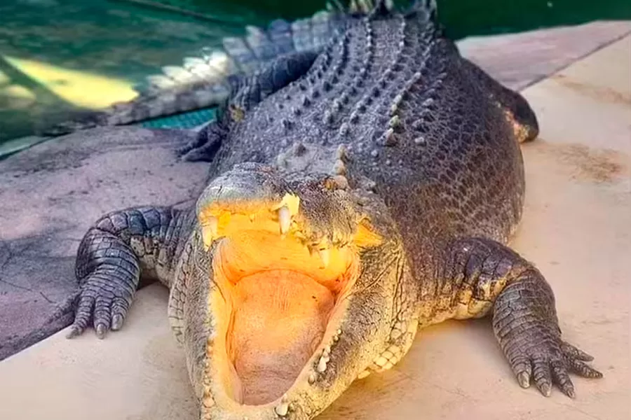 Morre astro 'animal' de 