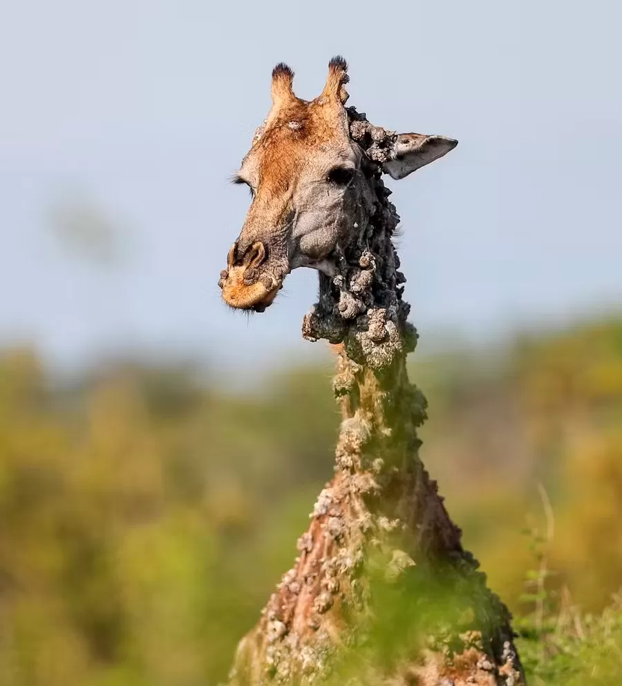 A história por trás da foto viral de girafa com doença que dá aparência de tronco