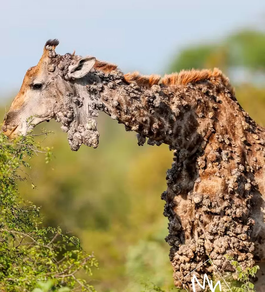 A história por trás da foto viral de girafa com doença que dá aparência de tronco