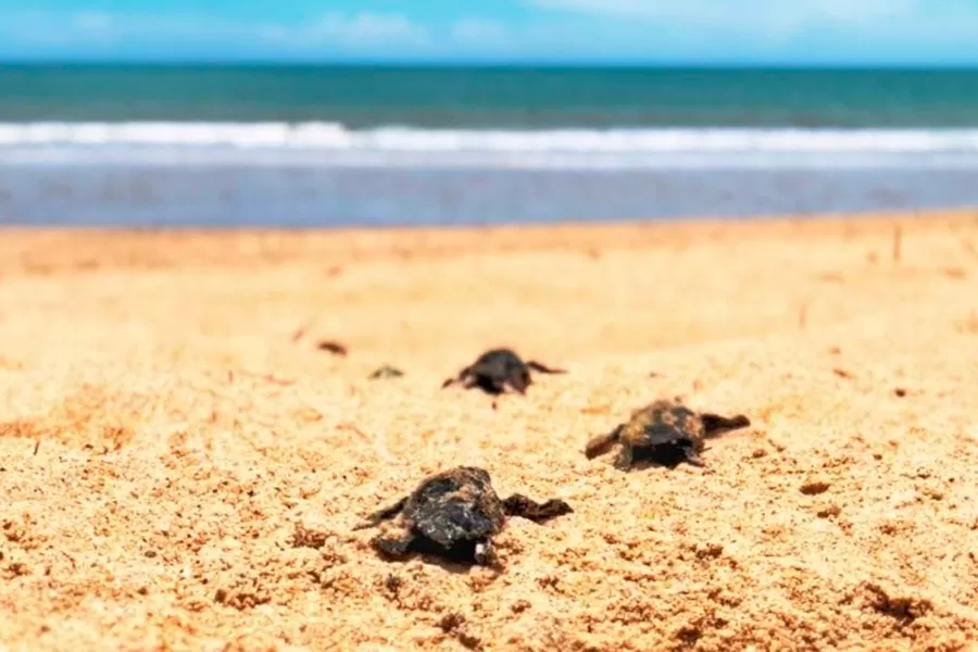 Prefeitura de Mucuri desliga lâmpadas de LED na orla para proteger tartarugas marinhas