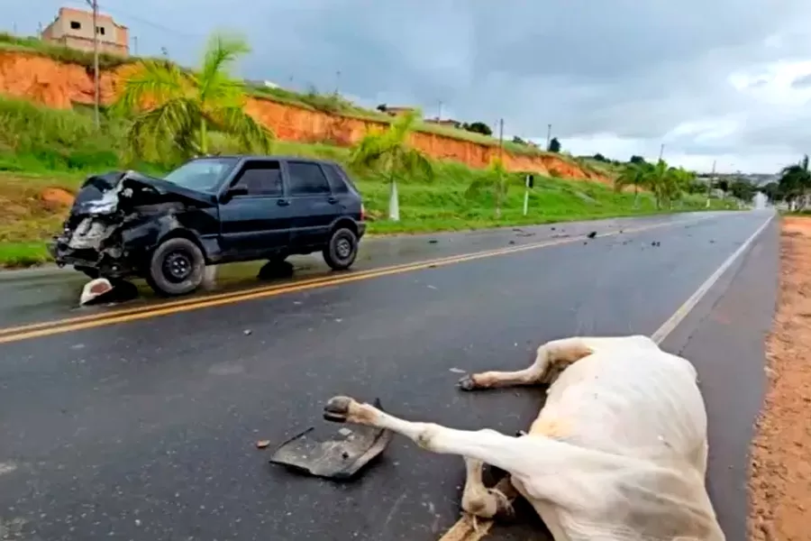 Vaca na pista causa acidente na entrada de Medeiros Neto