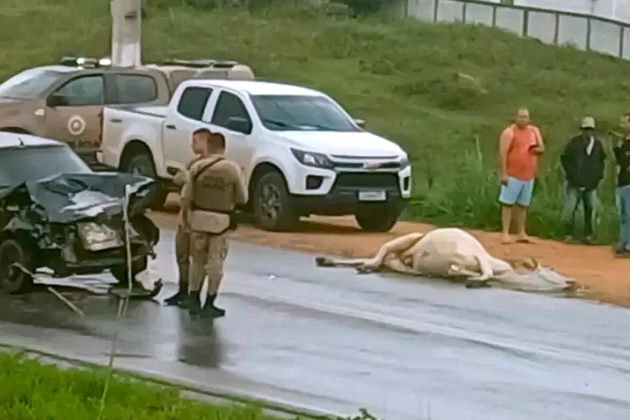 Vaca na pista causa acidente na entrada de Medeiros Neto