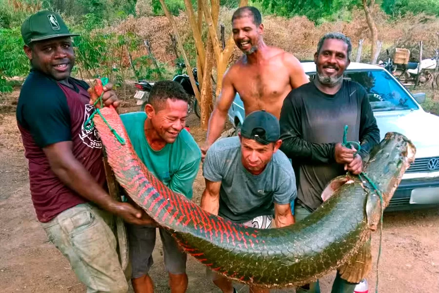 Grupo pesca peixe gigante de 80 kg e dois metros de comprimento em rio na Bahia