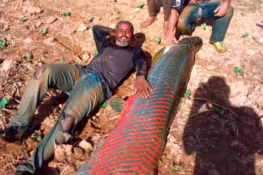 Grupo pesca peixe gigante de 80 kg e dois metros de comprimento em rio na Bahia