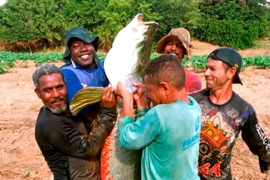 Grupo pesca peixe gigante de 80 kg e dois metros de comprimento em rio na Bahia