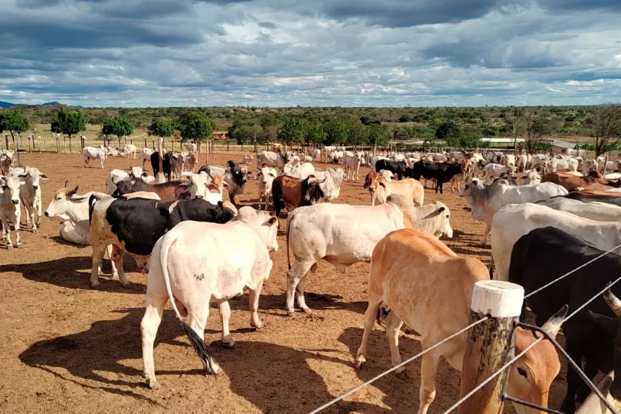 Técnicos da Adab visitam propriedades e orientam produtores como atuar na zona livre sem vacinação para febre aftosa
