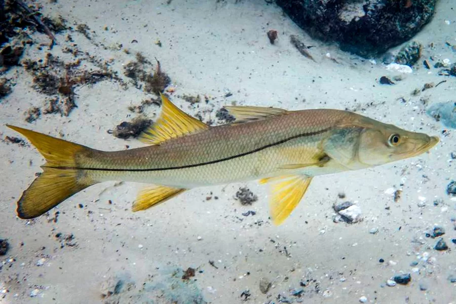 Defeso do robalo começa hoje na Bahia e segue até 31 de Julho