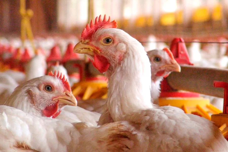 Após China, União Europeia e Argentina suspendem compra de frango do Brasil