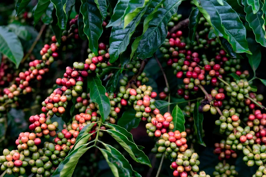 Bahia consolida liderança nas exportações agrícolas do Nordeste