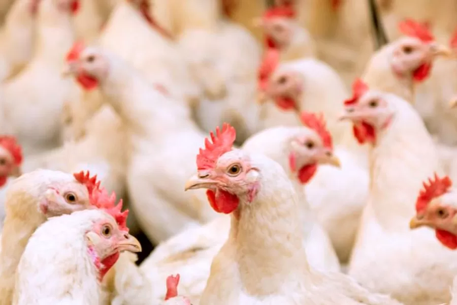 Suspeitas são descartadas e Bahia segue sem casos de Gripe Aviária (H5N1)