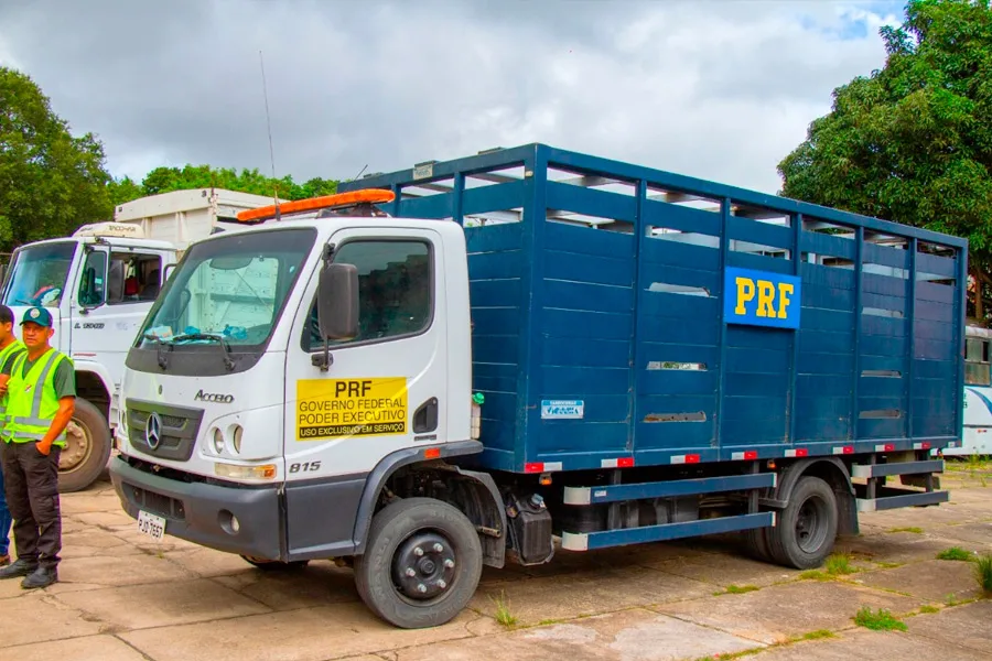Prefeitura intensifica apreensão de animais em vias públicas com apoio da PRF Prefeitura intensifica apreensão de animais em vias públicas com apoio da PRF