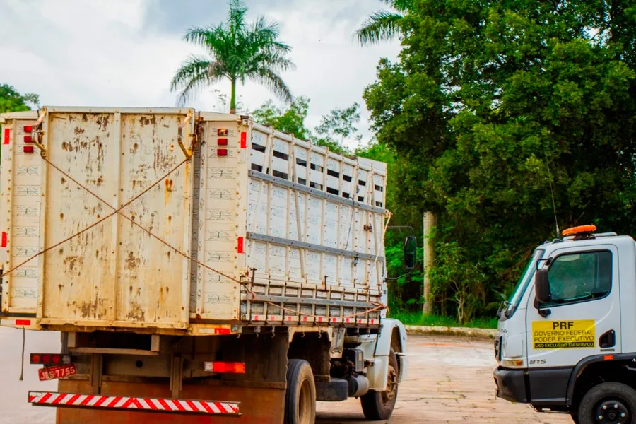 Prefeitura intensifica apreensão de animais em vias públicas com apoio da PRF Prefeitura intensifica apreensão de animais em vias públicas com apoio da PRF