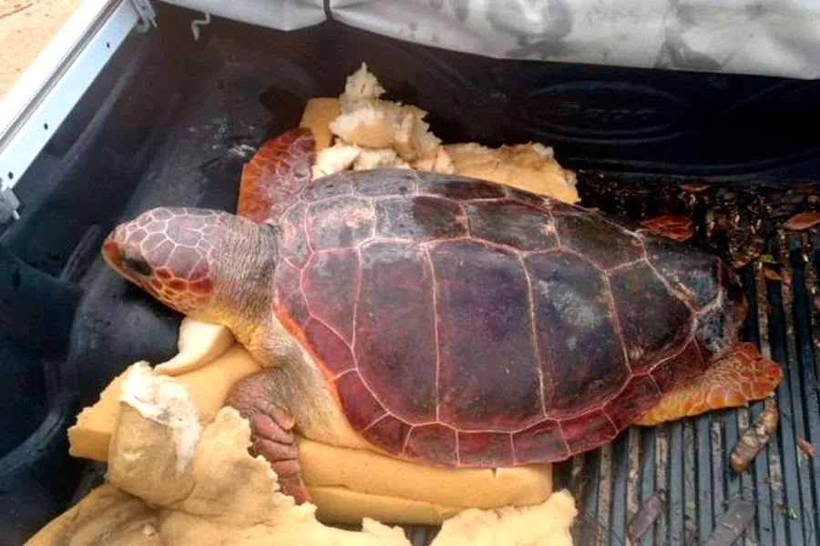 Pescadores resgatam tartaruga ferida em alto-mar e mobilizam rede de proteção ambiental em Mucuri Pescadores resgatam tartaruga ferida em alto-mar e mobilizam rede de proteção ambiental em Mucuri
