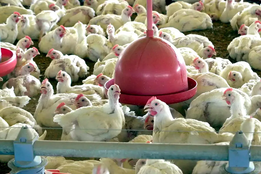 Chile e Arábia Saudita retiram restrição à carne de frango do Brasil