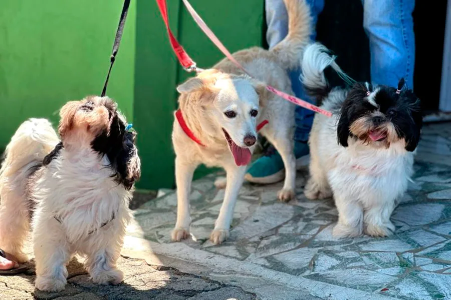 Dia D da vacinação antirrábica protege mais de 1,4 mil cães e gatos em Mucuri