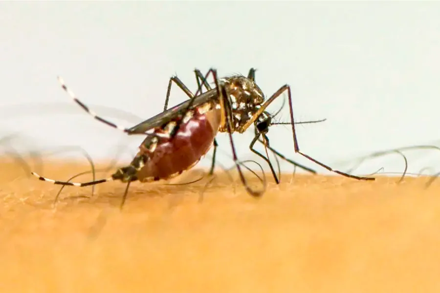 Vírus da chikungunya afeta crianças e adolescentes e deixa sequelas