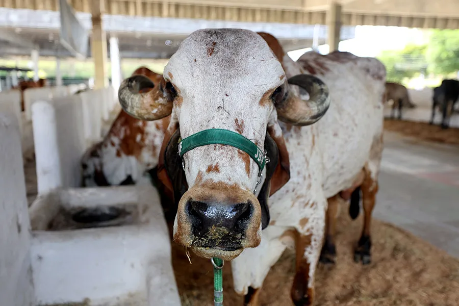 Fenagro 2025 promete edição histórica com o tema Fenagro 2025 promete edição histórica com o tema
