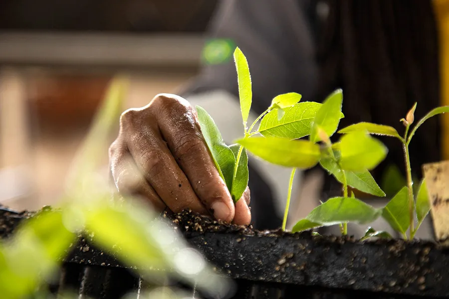 Suzano apoia iniciativas que unem cultura, educação e preservação ambiental durante a COP30