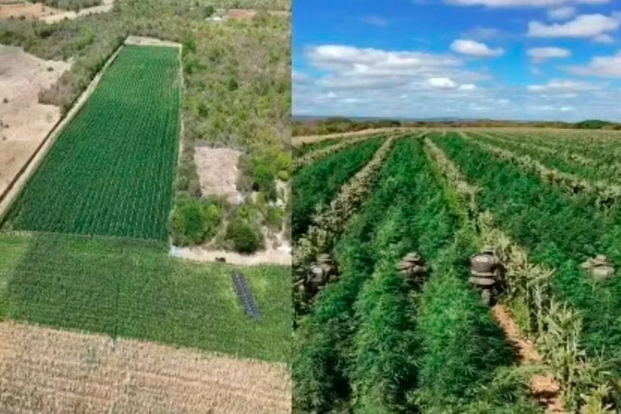 Mais de 200 mil pés de maconha são destruídos em área rural no interior da Bahia