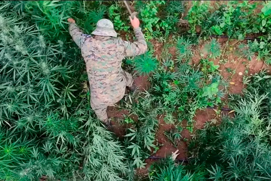 Mais de 200 mil pés de maconha são destruídos em área rural no interior da Bahia