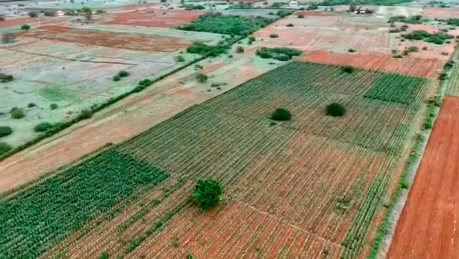 Cerca de três hectares de plantação de maconha são encontrados com ajuda de drone