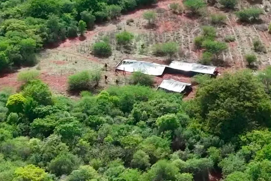 Cerca de três hectares de plantação de maconha são encontrados com ajuda de drone