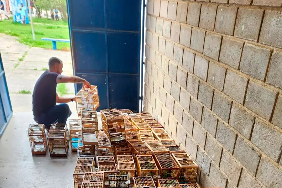 Inema e PM interrompem evento ilegal de canto de pássaros e resgatam mais de 100 aves silvestres