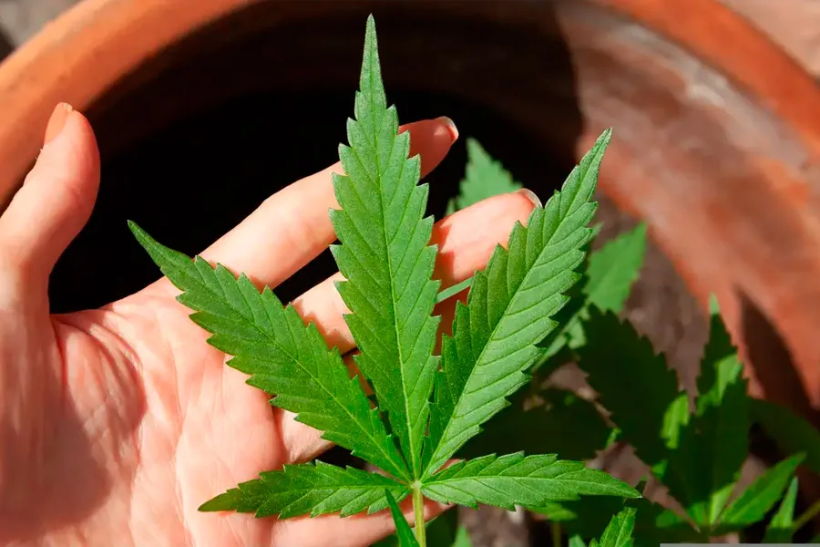 Anvisa discute nesta quarta regras para a produção de cannabis no país