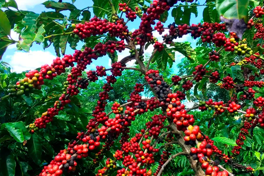 Conab prevê colheita recorde de café com crescimento de 17,1% em 2026