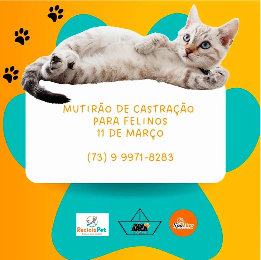 ONG promove mutirão de castração para felinos em Teixeira de Freitas
