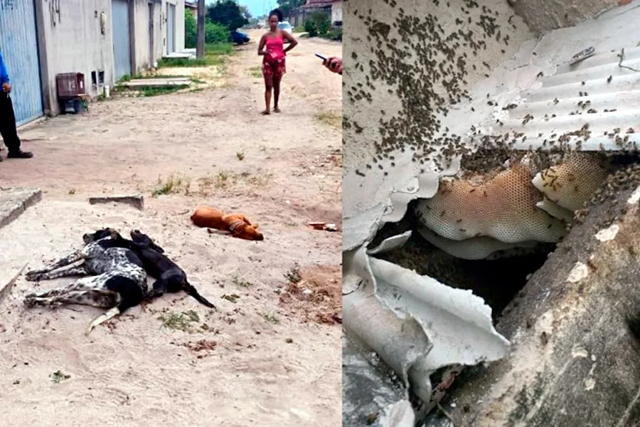Criança e mulher ficam feridas e quatro cães morrem em ataque de abelhas no distrito de Itabatã