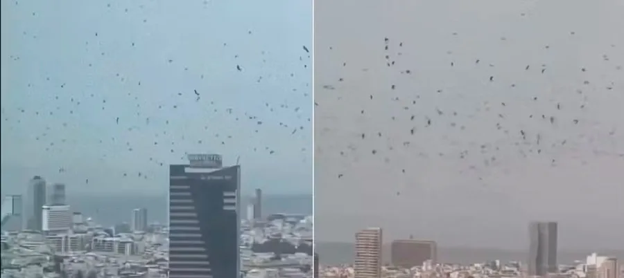 Milhares de corvos se espalham pelo céu de Tel Aviv: 'Presságio de desgraça'