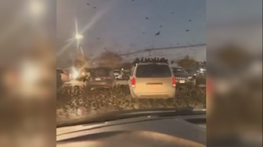 Milhares de corvos se espalham pelo céu de Tel Aviv: 'Presságio de desgraça'