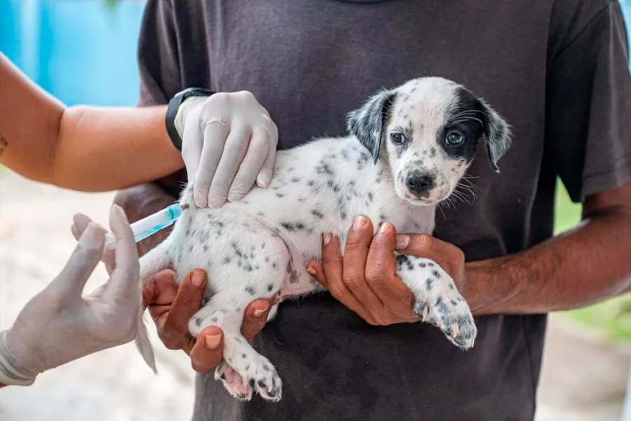 Prefeitura divulga cronograma de vacinação antirrábica animal; confira!